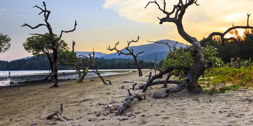 The beautiful tree branches stemming on the sandy beach of Kalipur in Diglipur.