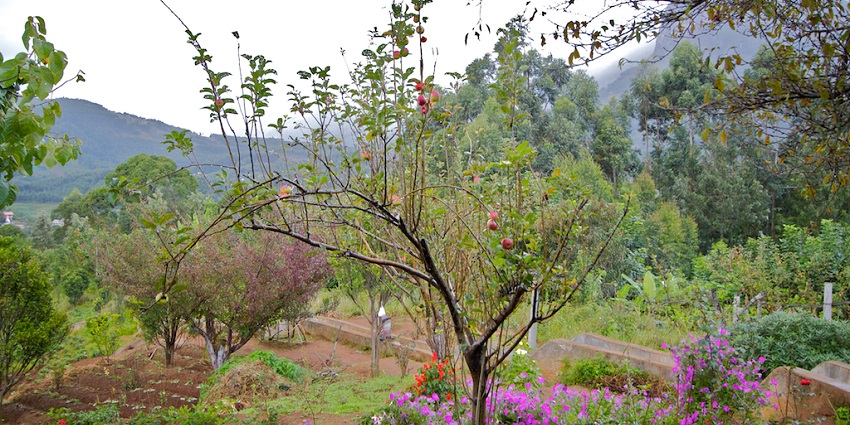 A splendi view of Kanthalloor Apple Farms, one of the best places to visit in Kanthalloor.