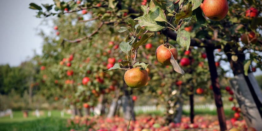 Exploring the verdant apple orchards is one of the top things to do in Kanthalloor.
