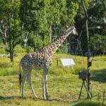 An amazing landscape of a giraffe standing in a wildlife sanctuary amidst lush greenery.