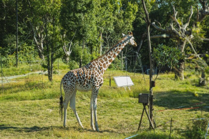 An amazing landscape of a giraffe standing in a wildlife sanctuary amidst lush greenery.