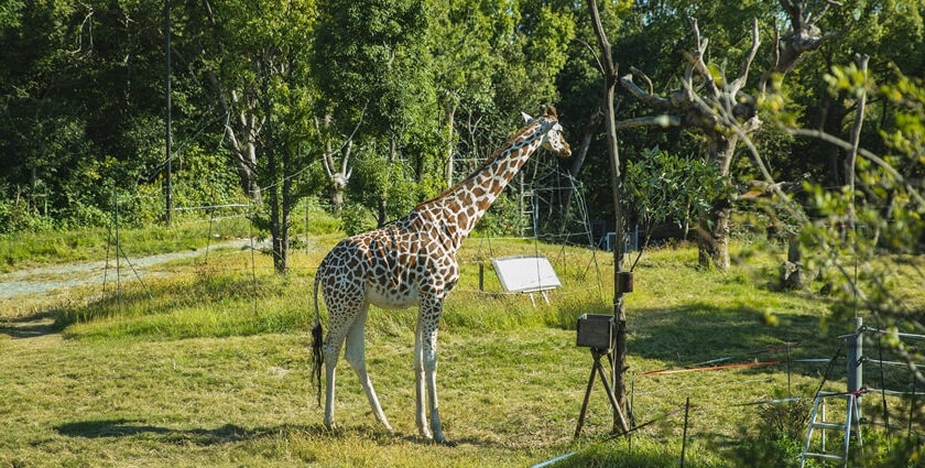 An amazing landscape of a giraffe standing in a wildlife sanctuary amidst lush greenery.