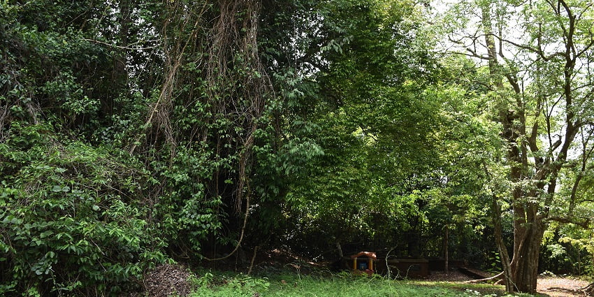 The forest surrounding Karippal Nagam, Kannur are known for their healing properties