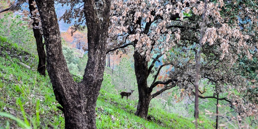 A beautiful trekking trail in Himachal Pradesh with numerous trees and wild animals