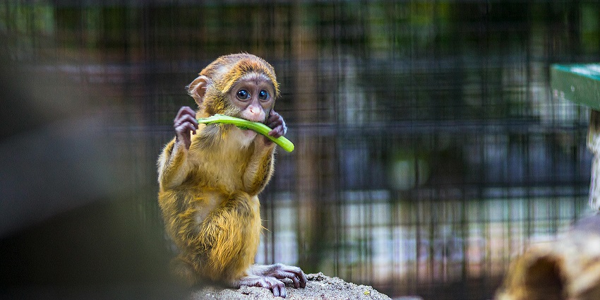 Zoos in Kerala: Explore the wilderness in its natural habitat for a thrilling experience