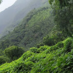 Serene landscape with lush greenery and scenic views - hill stations near Kerala