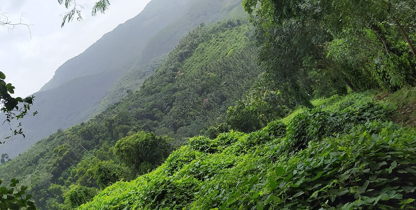 Serene landscape with lush greenery and scenic views - hill stations near Kerala