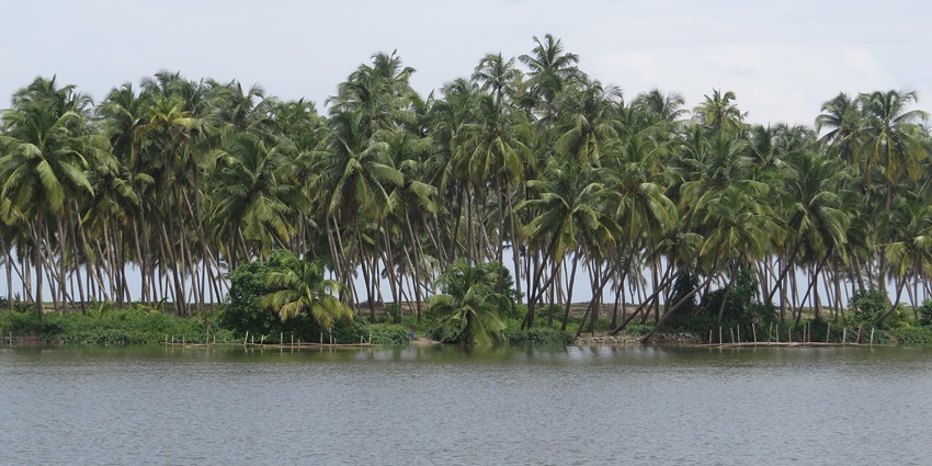Boat ride along Kavvayi Backwaters, Payyanur, with lush mangroves and calm water.