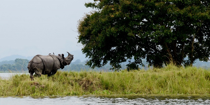 A one-horned rhino on a highland during floods in the Bagori range of Kaziranga National Park