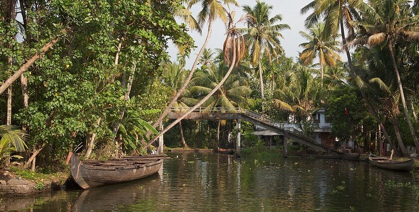 Scenic view of Kerala backwater canals amidst Palm trees - Places to visit near Kerala