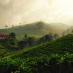 A lush green view of a valley in Kerala with a red-roofed house in the middle of the day.