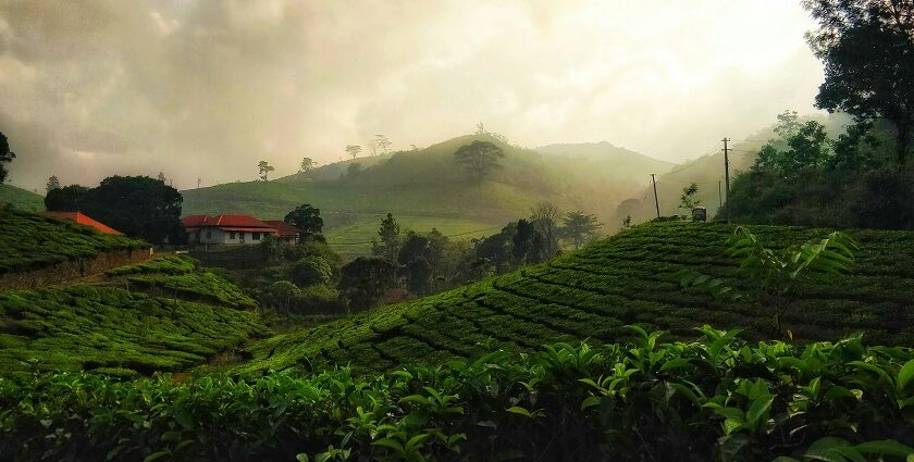 A lush green view of a valley in Kerala with a red-roofed house in the middle of the day.