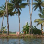 Natural landscape like palm trees and backwaters offer various places to visit in Kerala during June.