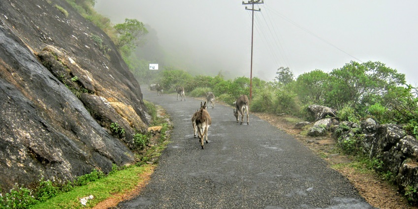 Trekking is one of the best activities to do around Munnar Waterfalls for an amazing time.