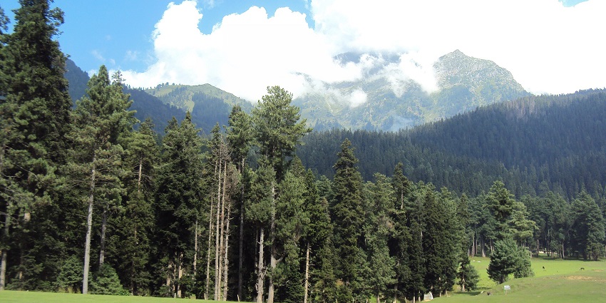 Meadow, featuring lush green pastures, pine forests, and surrounding hills under a clear sky