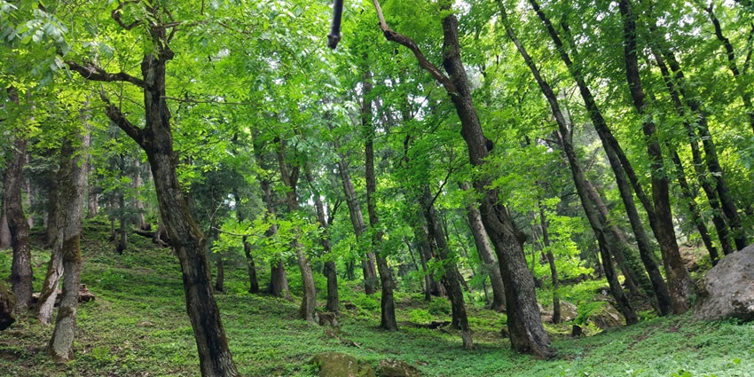 The dense forest of the Khirganga National Park, one of the famous national parks