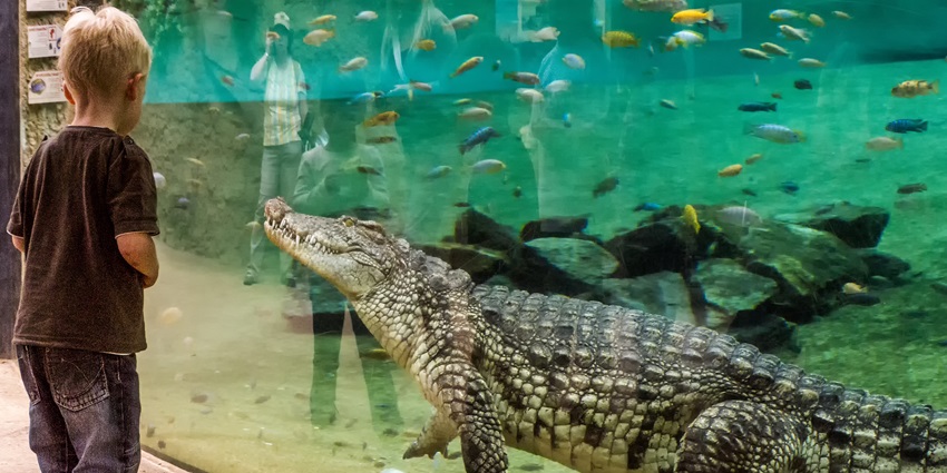 See Crocodiles at Dubai Aquarium & Underwater Zoo for an unforgettable wildlife encounter.