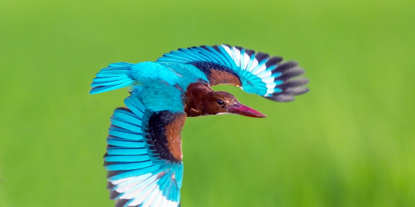 Enjoy watching an array of bird species during your vacation in Munroe Island, Kerala.