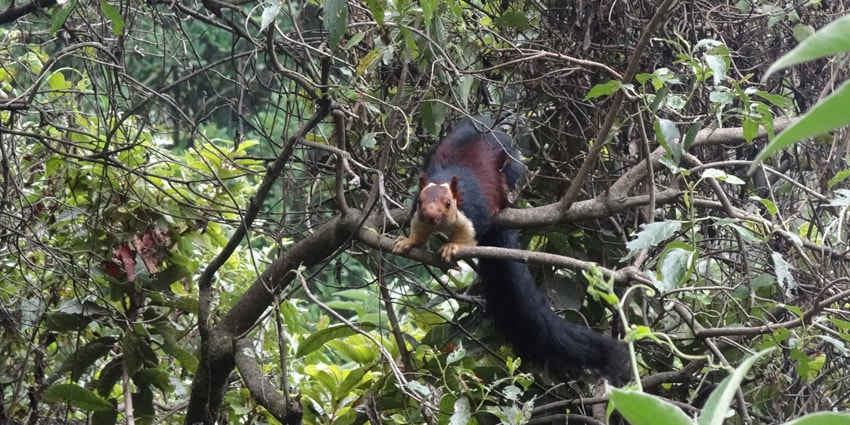 Indian giant squirrel at Kodaikanal - visit one of the best hill stations near Kerala