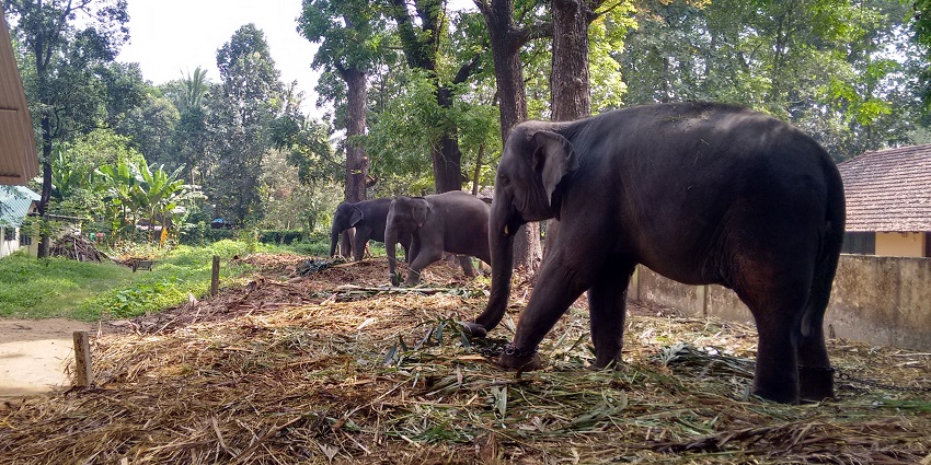 Explore the Elephant Training Center - Best places to visit in Ernakulam for couples