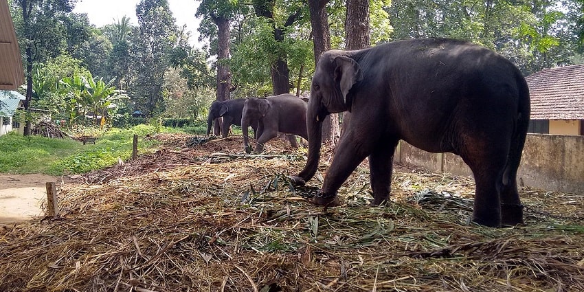 Kodanad elephant training center: one of the best places to visit near Aluva for animal lovers