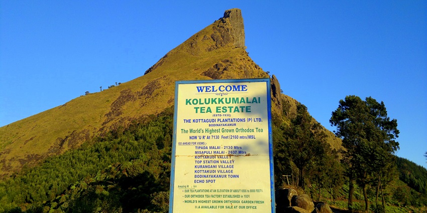 Trek to the highest orthodox tea estate - one of the best places to visit near Munnar
