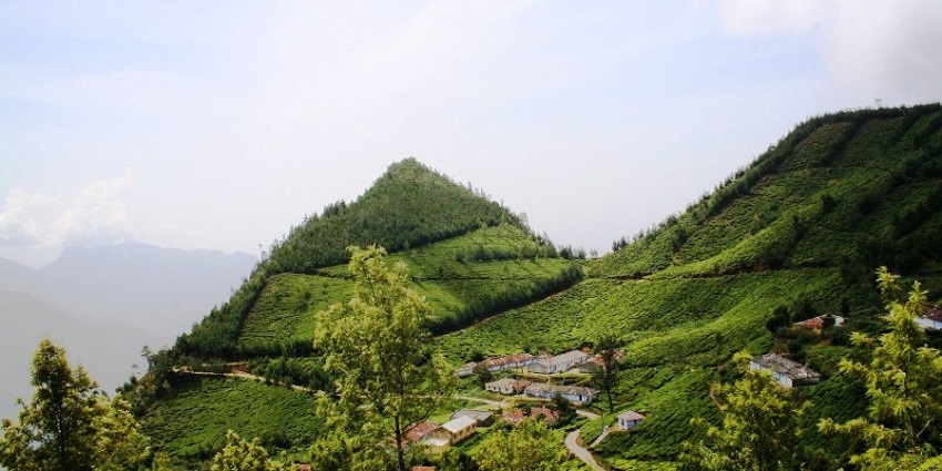 Beautiful green belt of tea plantations