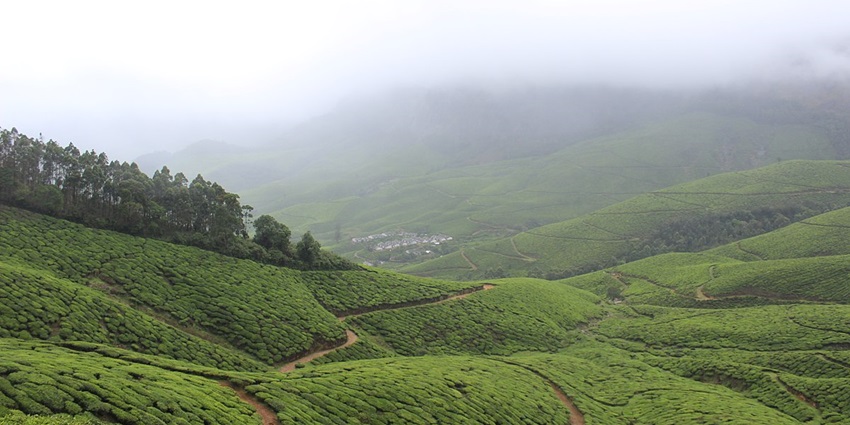 Breathe in the fresh aroma of plantations at the Kolukkmalai Tea Estate, Munnar Kerala.
