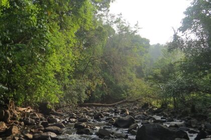 Find a serene escape in the lush greenery of Kottiyoor Wildlife Sanctuary, Kerala, India.