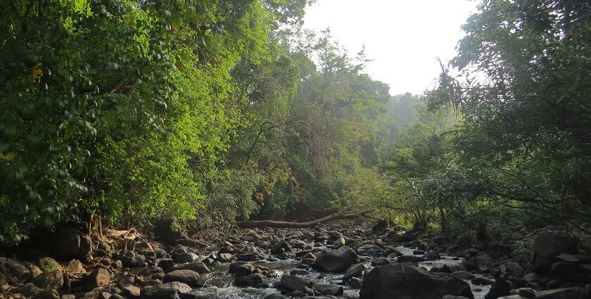 Find a serene escape in the lush greenery of Kottiyoor Wildlife Sanctuary, Kerala, India.