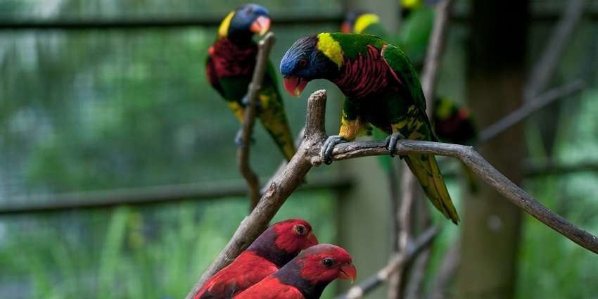 If you are a nature lover, Kuala Lumpur Bird Park may turn out to be a delight for you.