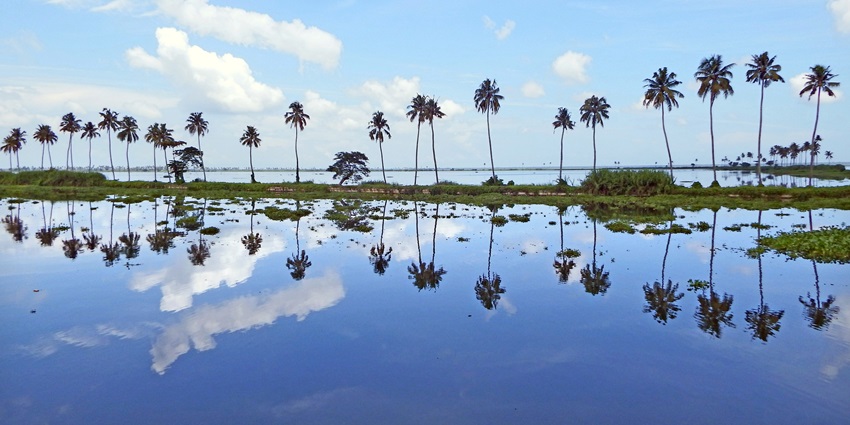 A scenic view of the Kerala backwaters in Kumarakom with numerous pine trees