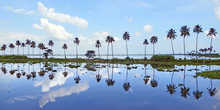 A picture of a beach in Kumarakom with numerous pine trees standing tall in a line