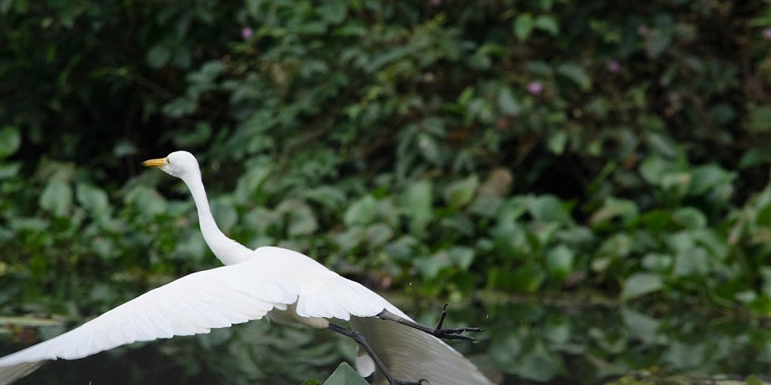 Kumarakom Bird Sanctuary is home to several bird species with serene backwaters.