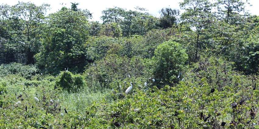 Kumarakom bird sanctuary is a must on your list of places to visit in Kerala in December