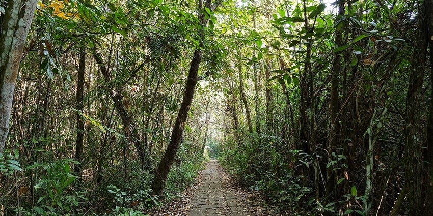 Kumarakom Bird Sanctuary's lush landscape - places to visit in Kottayam for couples