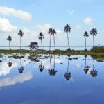 A stunning view of Vembanad Lake near Kumarakom encircled by palm trees on all sides.