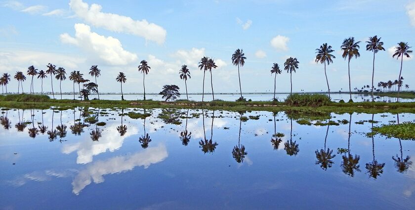 A stunning view of Vembanad Lake near Kumarakom encircled by palm trees on all sides.