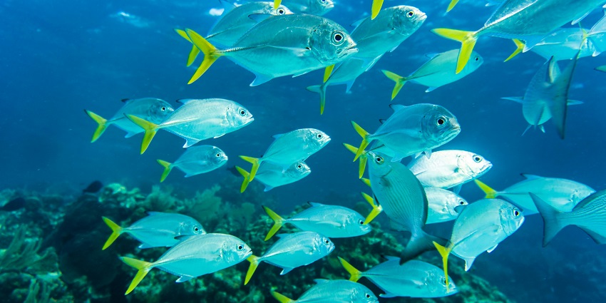 Fishes swimming close to the ocean floor - Kumbazha best place for scuba diving in Kerala