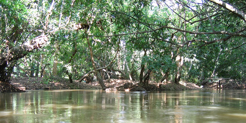 Kuruva Island is one of the best places to visit near the Muthanga Wildlife Sanctuary.