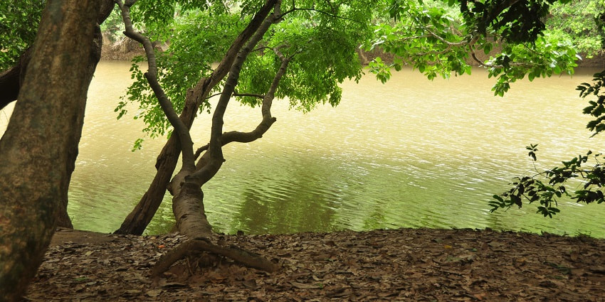 Picturesque view of mangroves looming over the sparkling stream of the Kuruva Island