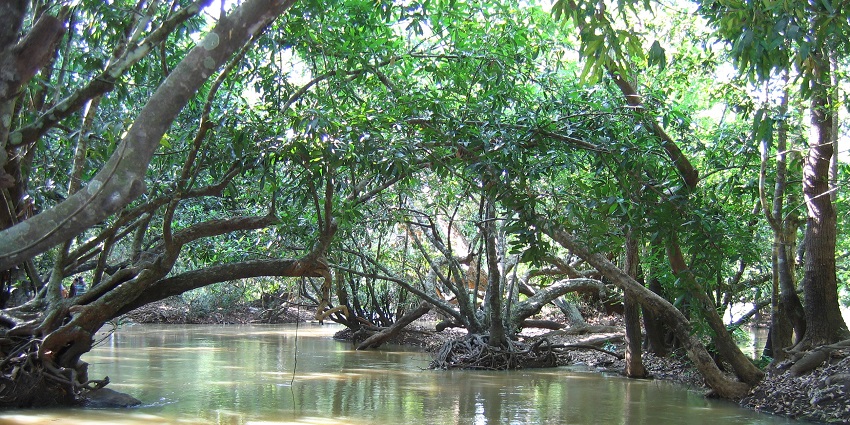 View of the river and dense bamboo forests from the Kuruva Islands renders one of the best things to do in Wayanad.