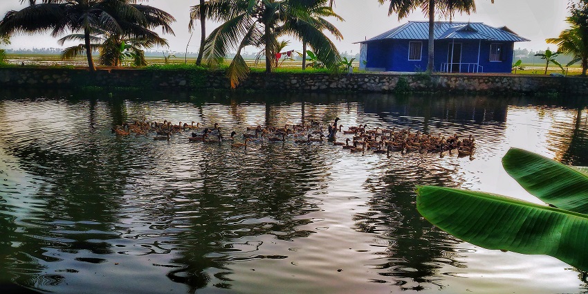 Beauty of Kuttanad with its rice fields makes it a good fit in places to visit near Alleppey.