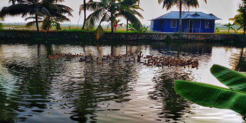 Serene Kuttanad backwaters, featuring lush green landscapes and tranquil waters.