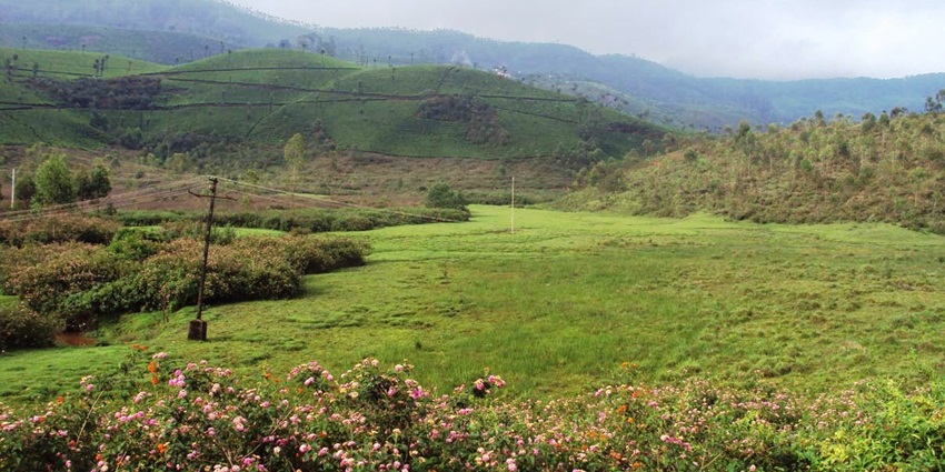 Awe-inspiring sight of the verdant meadows of Devikulam hill surrounded by wildflowers