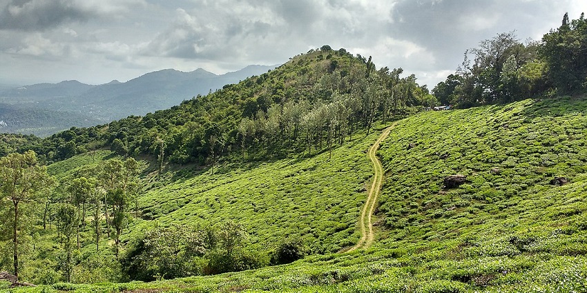 Lush valleys of Wayanad- a perfect spot for the nature lovers seeking tranquil moments