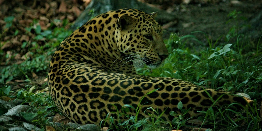 Leopard resting on the verdant landscape of Alipore Zoological Gardens in Kolkata.