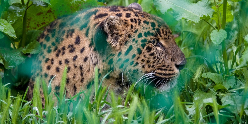 Dachigam National Park - a calm place with gushing waters, biodiversity and mother nature.