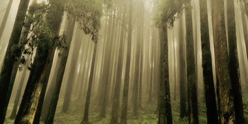 Scenic of misty forest with dense trees - one of the best places to visit near Darjeeling.