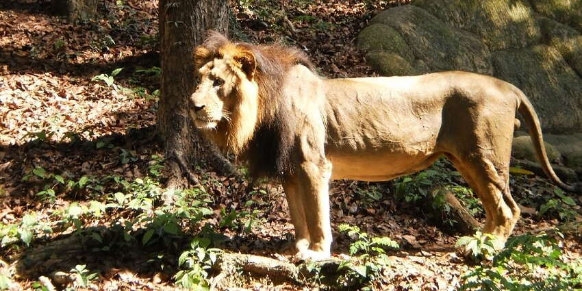 It's a must-visit for anyone interested in the big cat of the jungle and who seeks an extraordinary wildlife adventure.